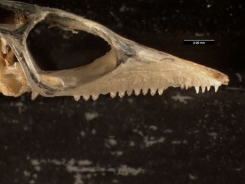 Media type: image;   Herpetology R-131690